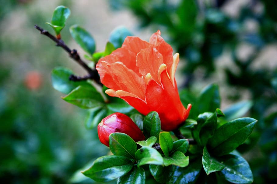 flower, bloom, bud, pomegranate, orange, bright, tree, freshness, plant, flowering plant