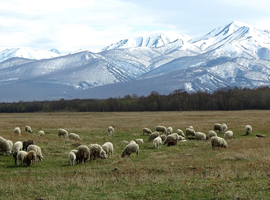 flock, sheep, eating, grass, mountain background, pasture, meadow, mountains, snow, the snow
