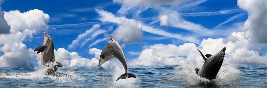 background, animals, mammal, dolphin, sea, ocean, jump, inject, dom, editing