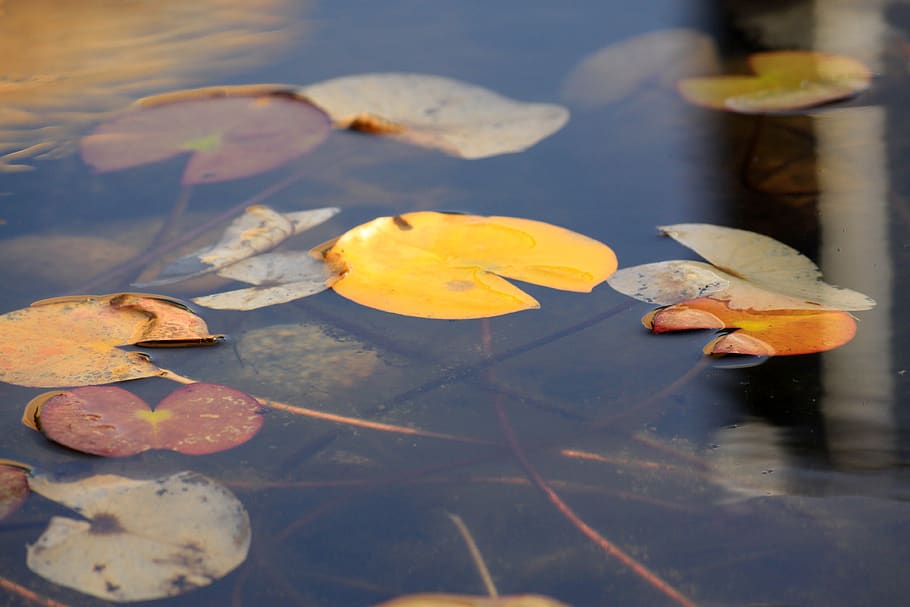 lotus, daun teratai, musim gugur, alam, agama buddha, lili air, tanaman air, layang-layang, tanaman, kolam