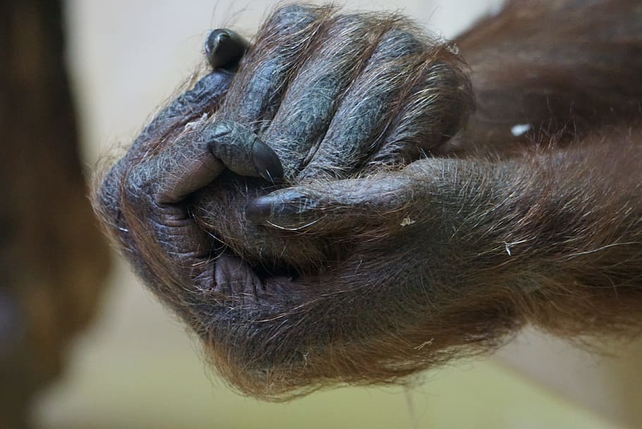 foto de primer plano, manos de simio, manos, gorila, cierre, mono, un animal, parte del cuerpo animal, primer plano, cabeza de animal