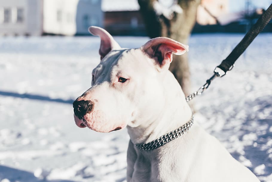 superficial, fotografía de enfoque, adulto, blanco, dogo argentino, perro, animal, mascota, al aire libre, nieve