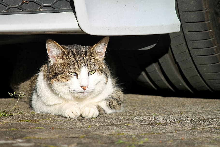 white, gray, cat, car, are car, watch, attention, domestic cat, pet, green eyes
