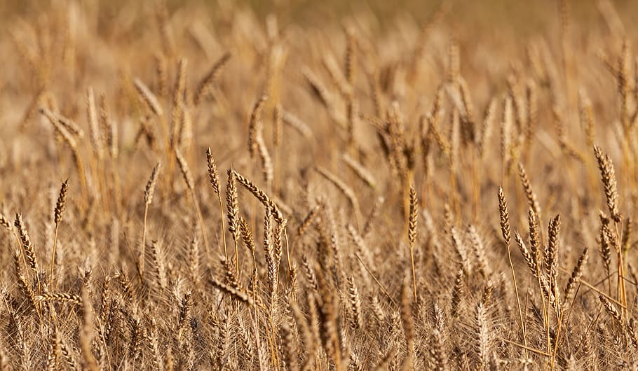 wheat, spikes, cereal, wheat field, field, agriculture, cereals, cornfield, grain, food
