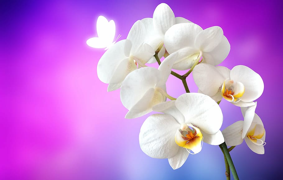 selective, focus photography, white, orchid, butterfly, flower, blossom, bloom, background, nature