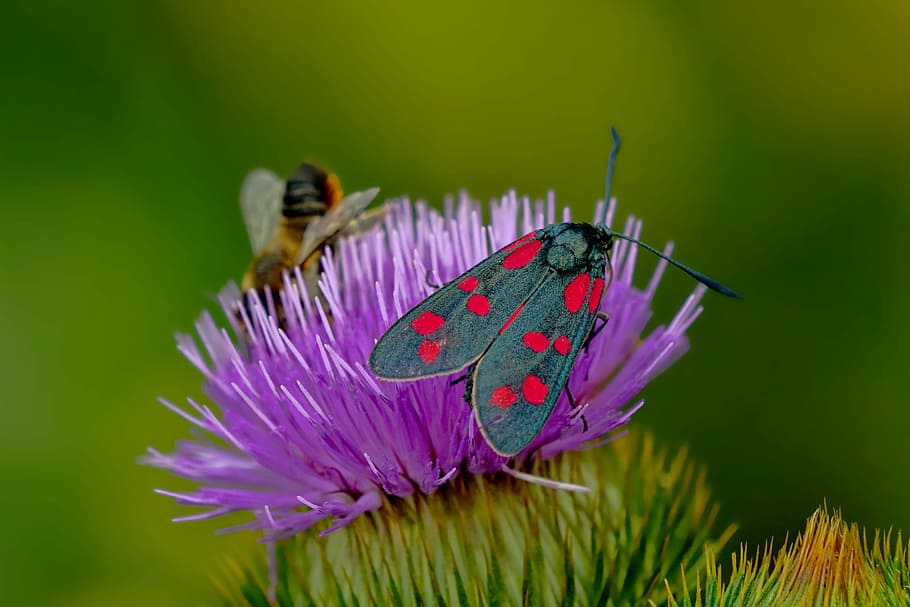 purple petaled flower, nature, insect, butterfly, six moth, close, flight insect, thistle flower, thistle, flower