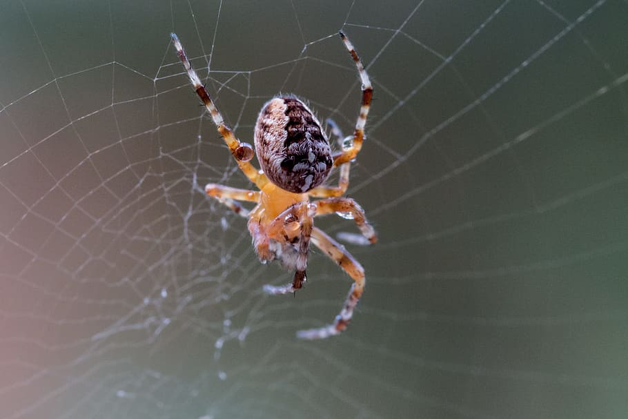 정원 거미, araneus diadematus, 거미, 거미집, 거미 매크로, 닫기, 동물, 거미줄, 떠있는, 안전망