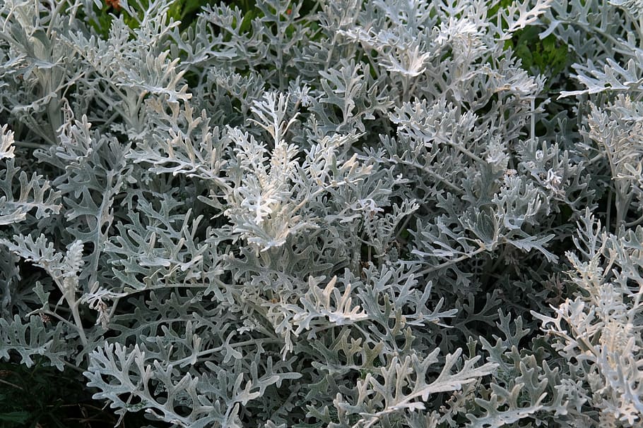 white fuzzy groundsel, plant, leaves, white, grey, silver, senecio bicolor, senecio cineraria, silver colored groundsel, two coloured groundsel