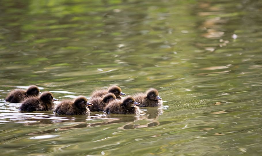 ducklings, duckling, duck, ducks, pochard, pochards, common pochard, baby ducklings, cute, fluffy brown