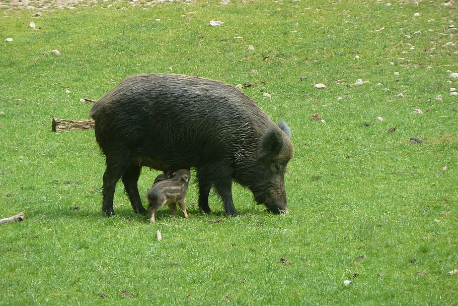 boar, bache, little pig, wild boar, suckle, mammal, animal, animal themes, grass, land