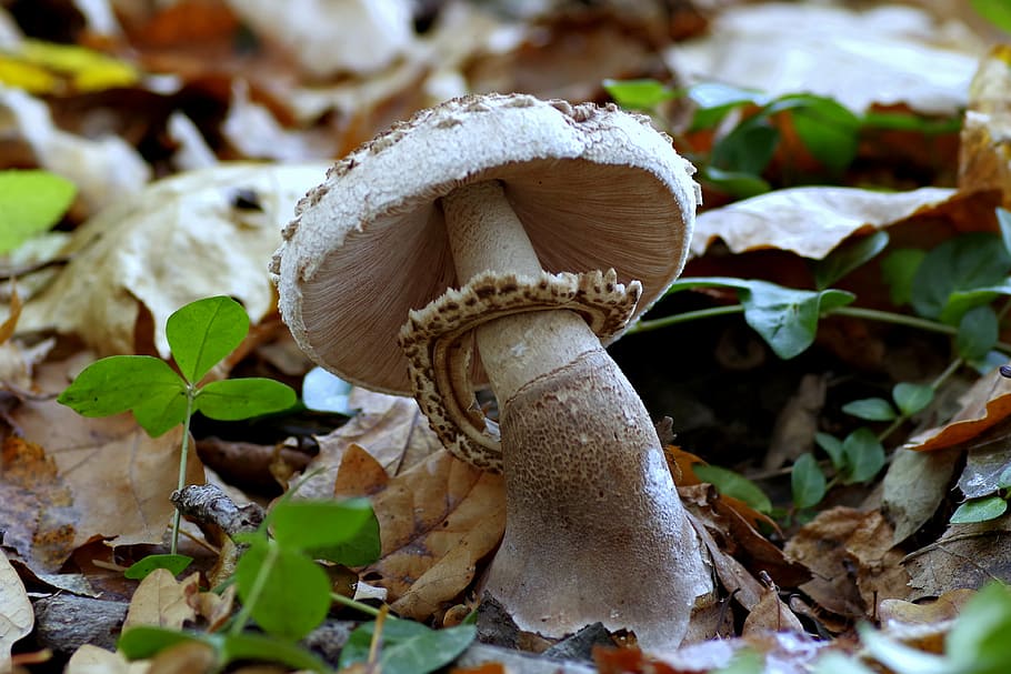 jamur krem, jamur, layang-layang, payung, dapat dimakan, hutan, serasah, bulu, musim gugur, jamur liar