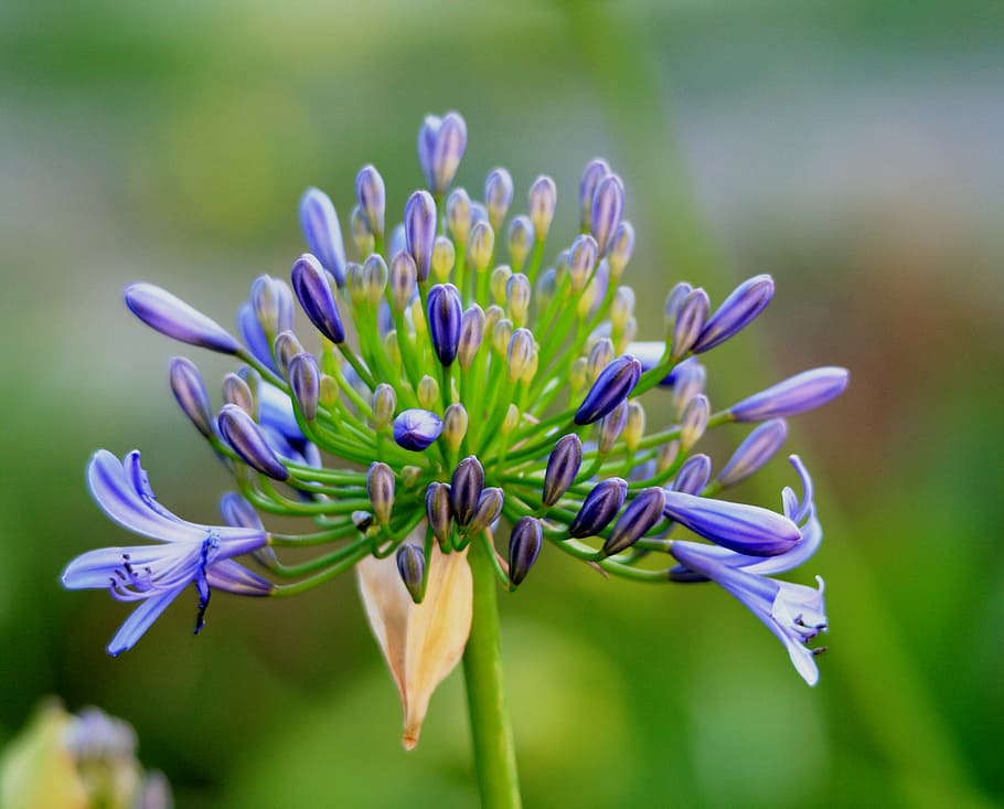 purple, lily, nile flower, selective, focus photography, agapanthus, flower, florets, buds, blue