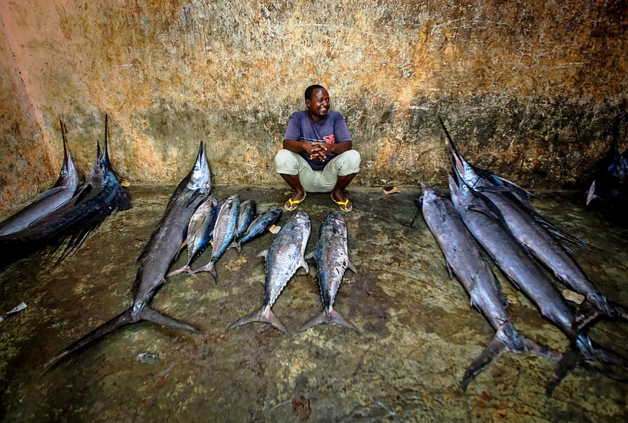 peixe-vela, peixe, vendendo peixe, mercado de peixe, atum, homem, sorriso, peixe grande, pessoa, pescador