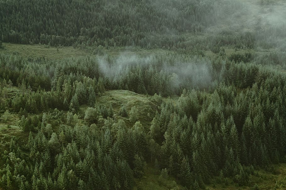 green, trees, plants, forest, grass, fog, cold, weather, nature, tree