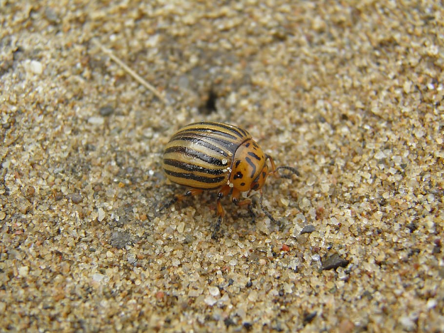 Kumbang, Pasir, kumbang kentang, kolorádóbogár, satu hewan, tema hewan, hewan di alam liar, kelomang, hewan margasatwa, satwa liar hewan