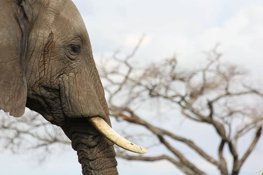 closeup, elephant, head, ivory, tusks, africa, tanzania, trangire, wild animal, safari