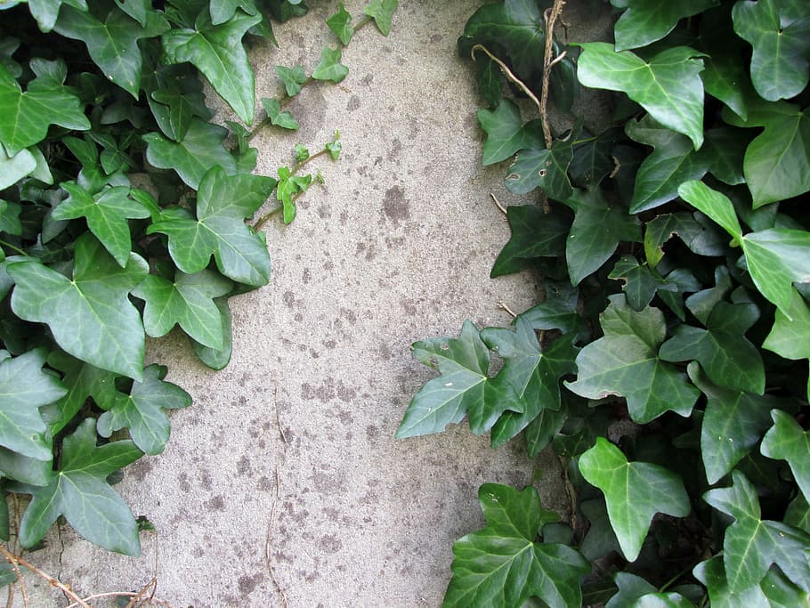 wall, old, ivy, rustic, green, english ivy, leaf, nature, plant, outdoors
