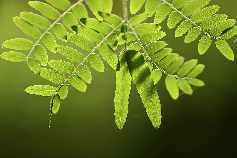 leaves, honey locust, green, backlighting, leaf, tree, leaf veins, nature, autumn, green color