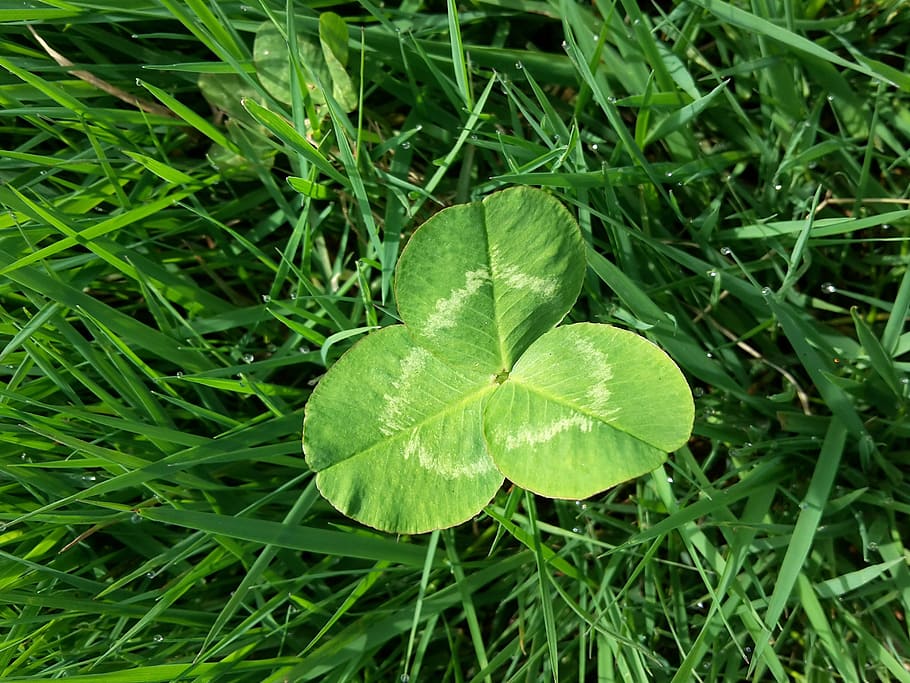 Four Leaf Clover, Meadow, Blade Of Grass, green, luck, green color, leaf, growth, nature, freshness