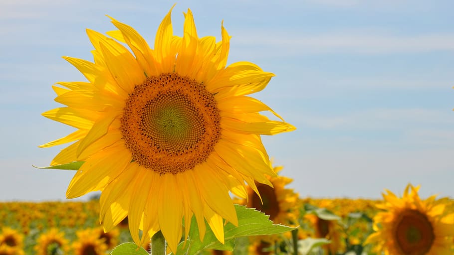 yellow, sunflower, broad, daylight, yellow flower, sunflower field, plants, summer, nature, agriculture