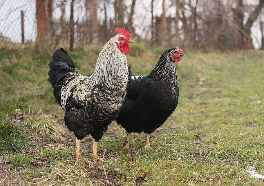 two, black, white-and-black rooster, standing, grass, chicken, prejudices, kura, corydalis, bird