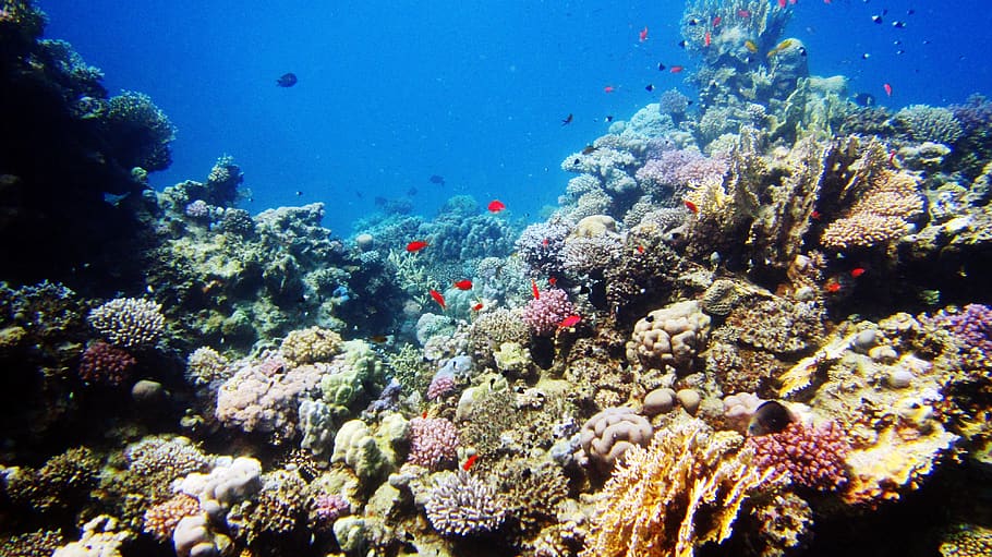  Gambar  Montase  Bawah Laut Aneka Seni dan Budaya