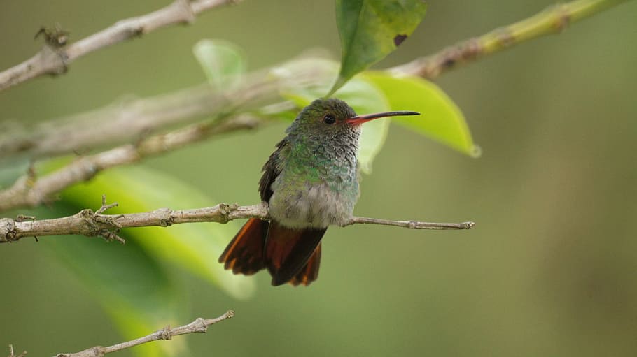 Fauna, Nature, India, Quindio, one animal, bird, animals in the wild, animal themes, hummingbird, animal wildlife