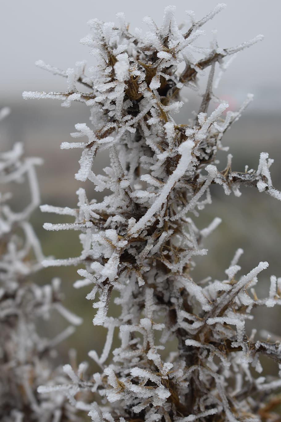 Cold frost. Холодно Мороз. Globe Plants снег.