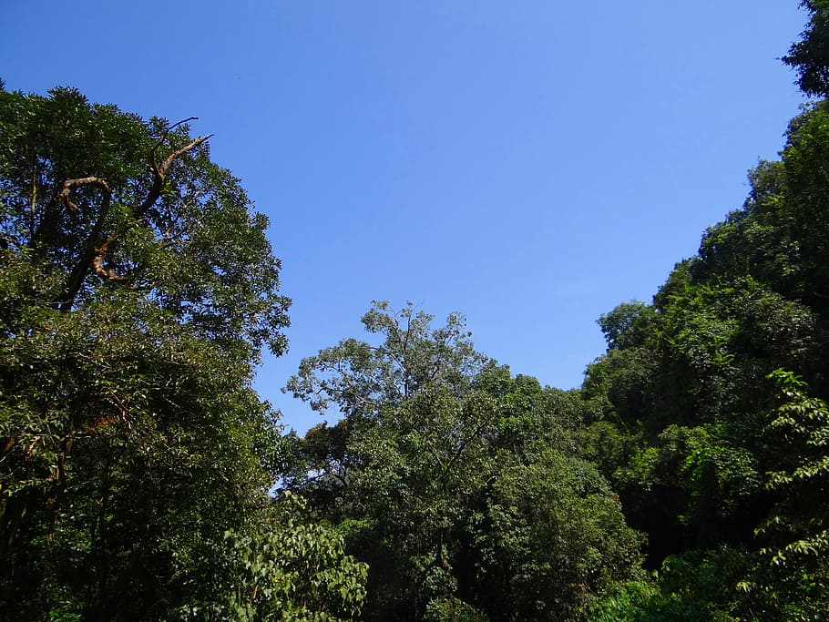 Pohon, kanopi, hutan, alam, dedaunan, tropis, kayu, lingkungan, biru, ghats barat
