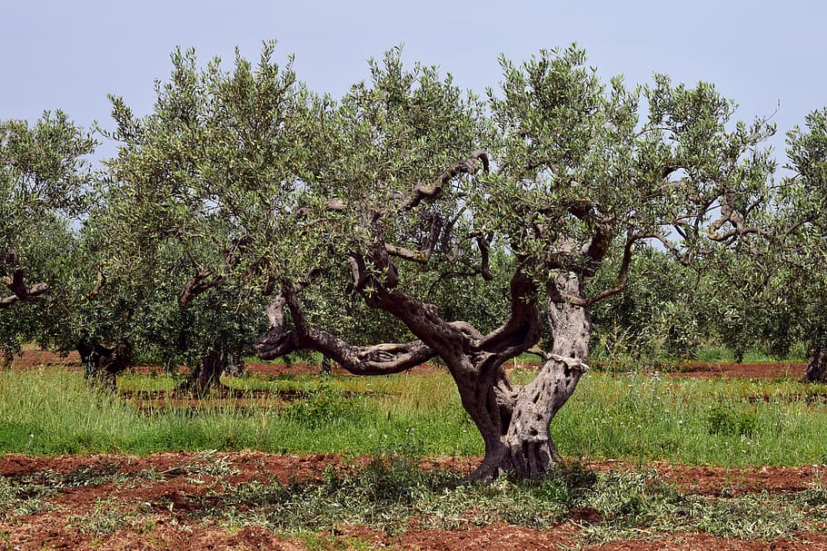 oliveira, velho, árvore, natureza, planta, verde, mediterrâneo, tribo, retorcida, registro