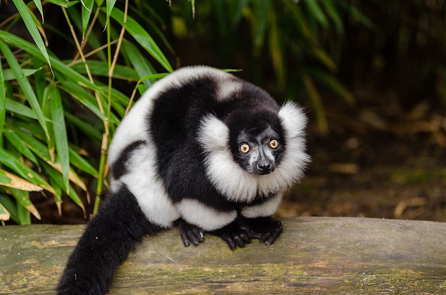 Black, white, Ruffed Lemur, lemur, wooden, trunk, one animal, mammal, vertebrate, plant