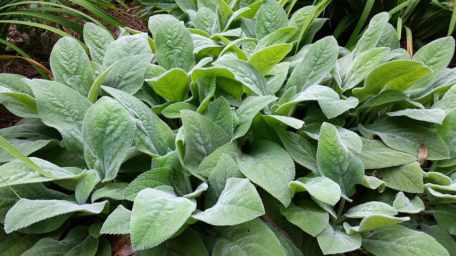 lambs ears, stachys, sensory, hairy, drought tolerant, fuzzy, edging, leaf, plant part, growth