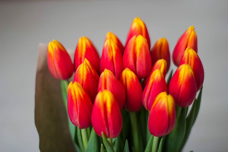 bunch, red, Tulips, Bouquet, Women'S, Holiday, women's holiday, bright, multi color, yellow