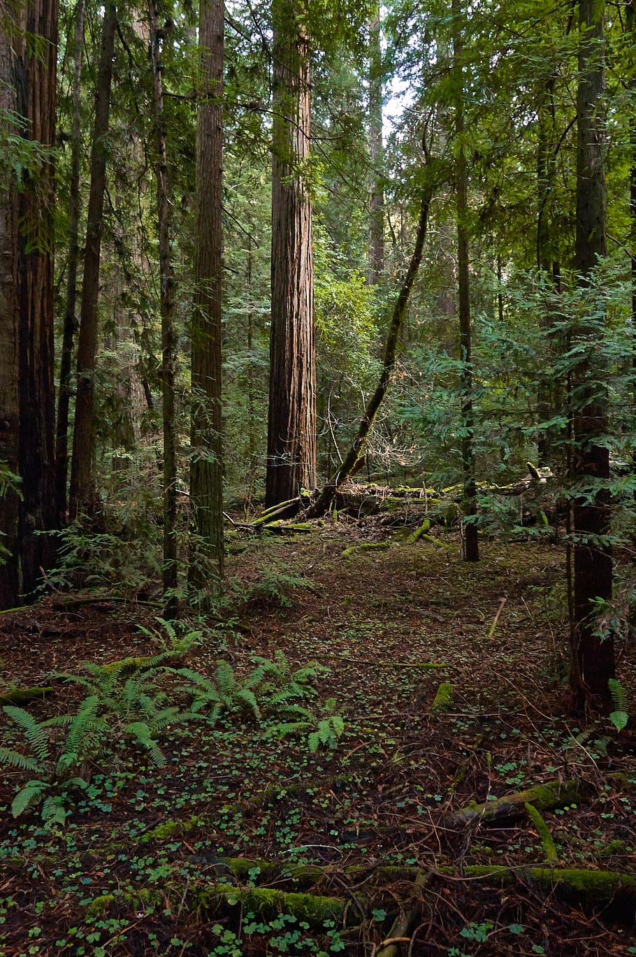 trees, forest, woods, nature, path, trail, branches, leaves, redwood, mossy