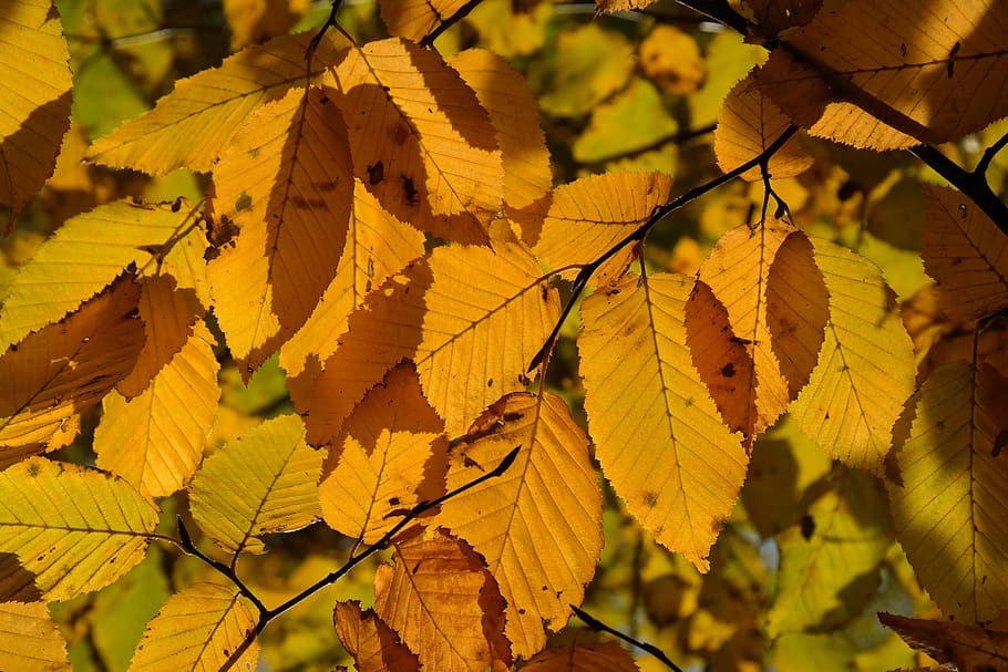 hornbeam, tree, autumn, leaves, fall color, yellow, coloring, carpinus betulus, white beech, horn tree