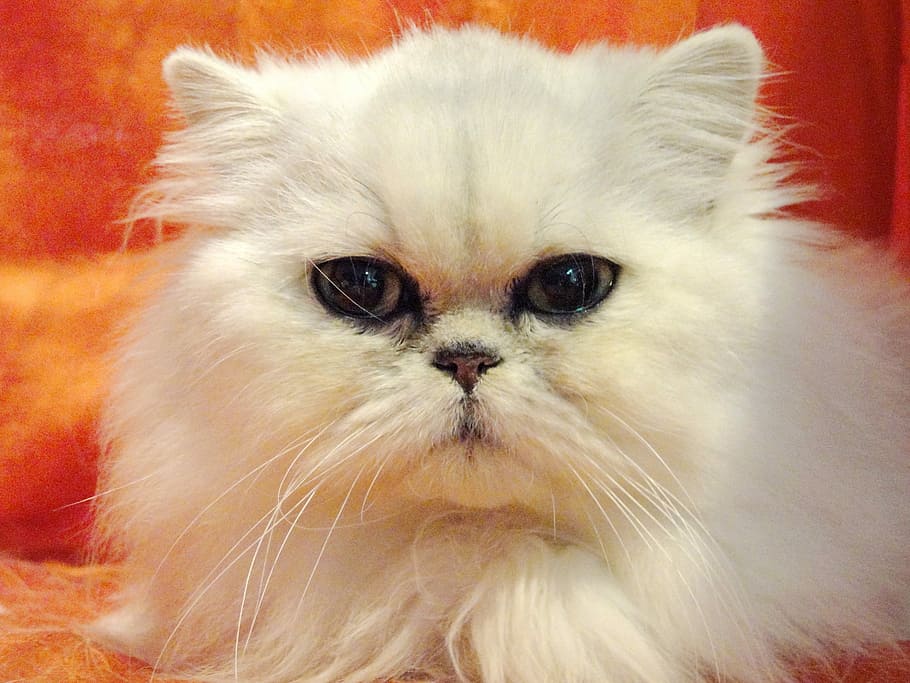 White Cat, Pet, Feline, Cute, Kitty, cat, domestic cat, pets, domestic animals, animal themes