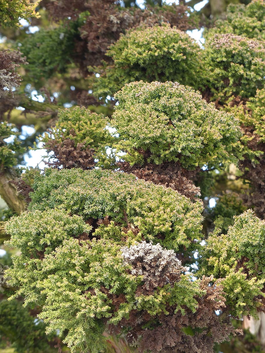 japanese sicheltanne, Japanese, cryptomeria japonica, bandai sugi, taxodiaceae, tree, plant, nature, large, huge
