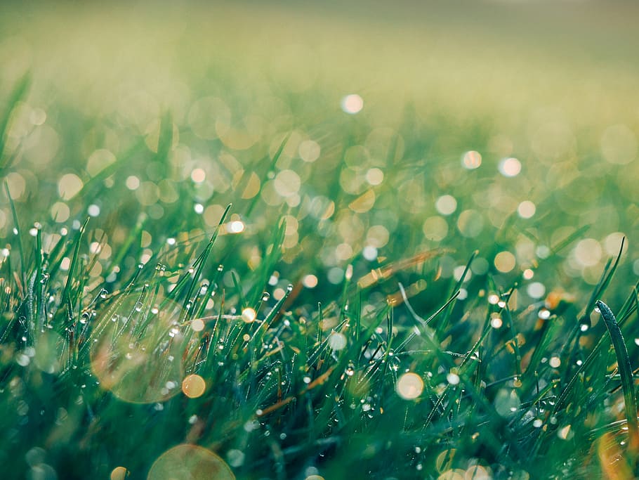 selective, focus photography, green, grass, droplets, water, focus, photography, nature, growth