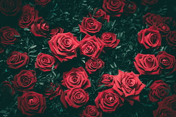 Royalty-Free Rose - Flower Photos Free Download | Pxfuel