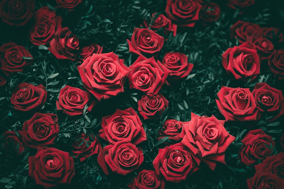 merah, mawar, buket, mekar, bunga, kelopak, hadiah, cinta, mawar - Bunga, latar belakang