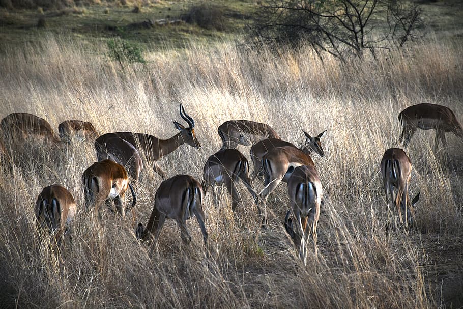 hewan, gazelle, afrika, kijang, alam, safari, tanduk, sabana, impala, liar