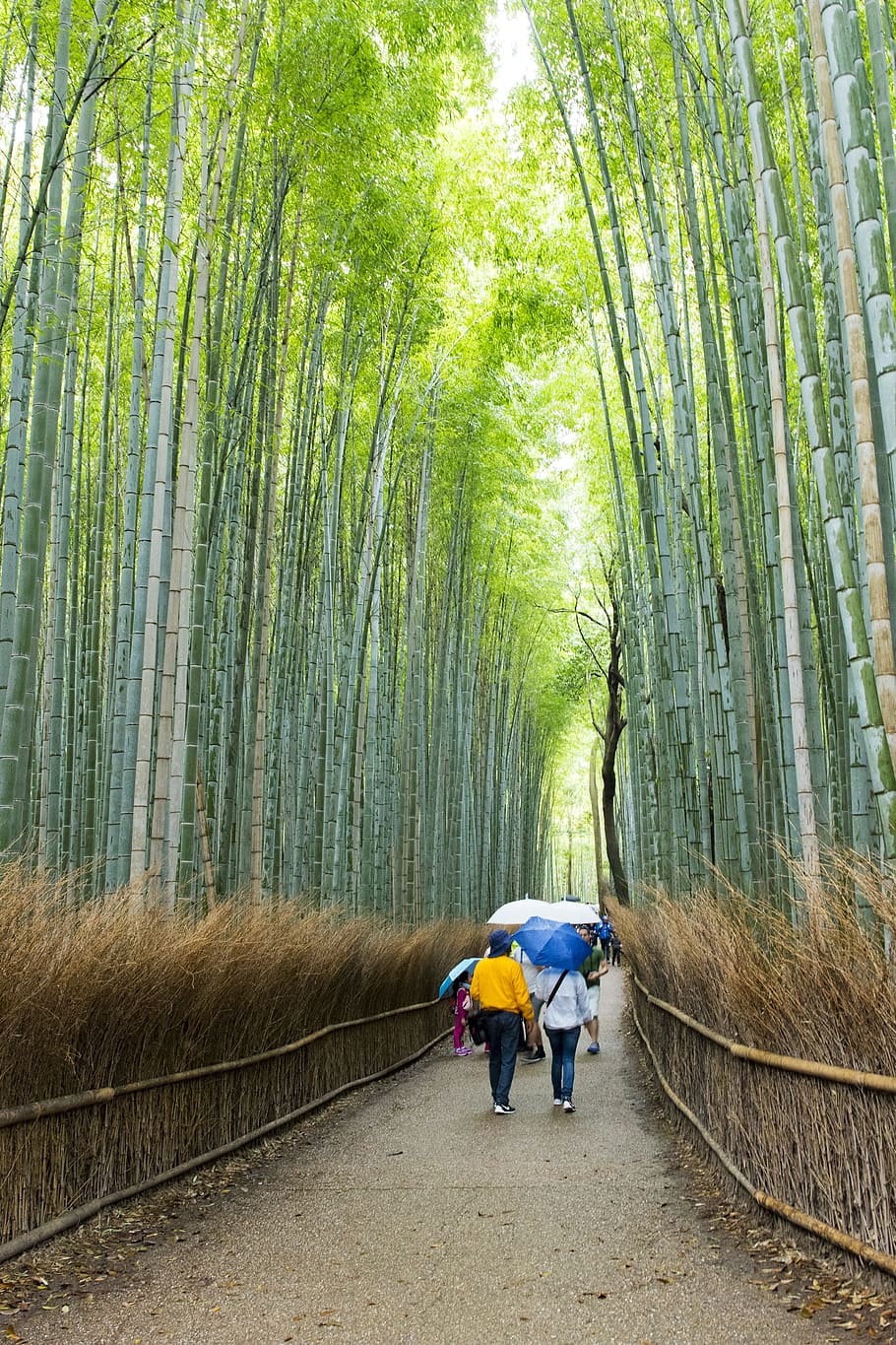 Arashiyama Bamboo Grove, Arashiyama, Bamboo, Grove, destinos de viaje, Japón, Kyoto, Asia, naturaleza, verde
