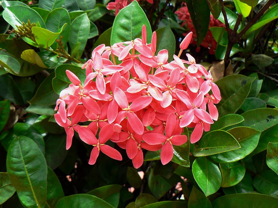 exotic flower, ixora, pink, tropical flowers, botany, flora, plant, growth, flowering plant, flower