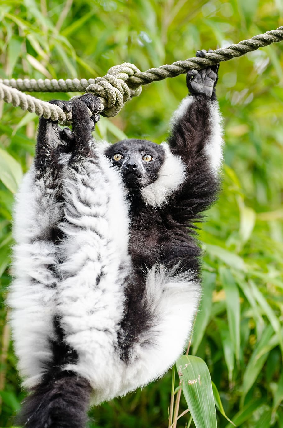 Black, white, Ruffed Lemur, white and black monkey, animal themes, animal, mammal, plant, one animal, animal wildlife