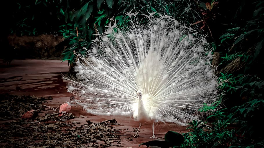 peacock, bird, animal, zoo, nature, feather, plant, white color, beauty in nature, fanned out