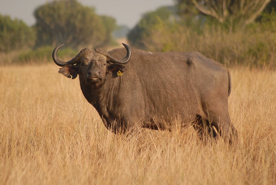 búfalo, mamífero, safari, uganda, grande, temas animais, animal, animais selvagens, planta, um animal