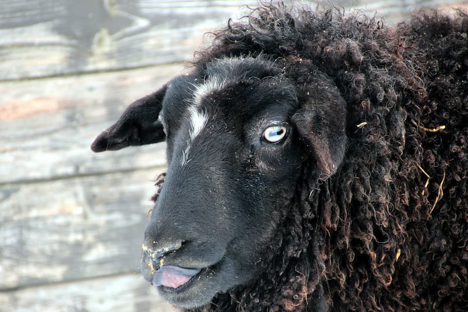 sheep, black, wool, animal, animals, nature, sheep face, tongue, licking foot, farm