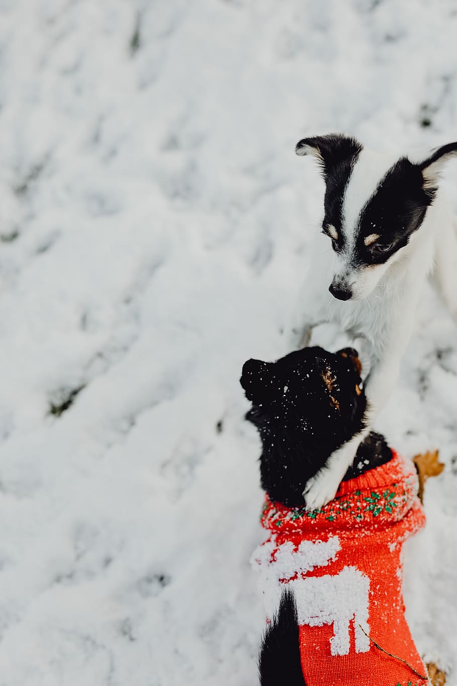 perro, nieve, invierno, mascotas, animales, lindo, jugar, diversión, cachorro, pequeño