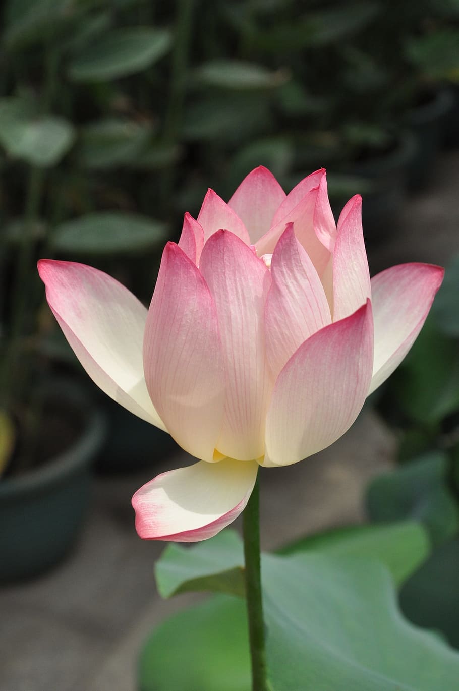 closeup, pink, white, petaled flower, lotus, pink lotus, flower, plant, flowers, flowering plant