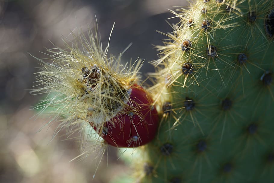 prickly pear, succulent plant, succulent, thorns, fruit, close-up, animals in the wild, animal themes, animal, animal wildlife